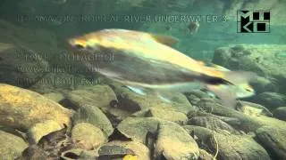 Amazon Tropical River Underwater Stock HD Video Footage 3