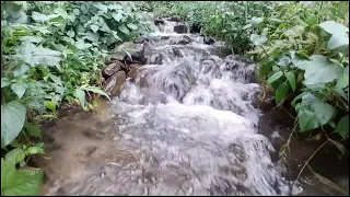 Tranquil Forest Ambiance: Babbling Brook, Pleasant Forest Sounds ASMR