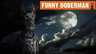 Funny Doberman Moments