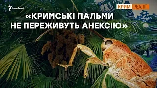 Российские вредители съедают крымские пальмы | Крым.Реалии