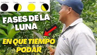 FASES de la LUNA en Cual debes PODAR tu Planta de Limón | En que fase de la Luna se puede Podar