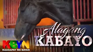KBYN: Pag-aalaga ng kabayo gaano ka-metikuloso?