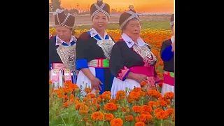 Beautiful Hmong ladies in flower field!