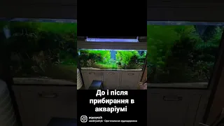 Чистка акваріума! До і після прибирання акваріума. Відео від Aquayozh. Чистка Акваскейпа