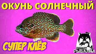 ОКУНЬ СОЛНЕЧНЫЙ ► СУПЕР КЛЁВ ► РУССКАЯ РЫБАЛКА 4 ► ФАРМ 🔴 Russian Fishing 4 🔴 РР4 RF4