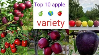 Top 10 apple variety 2022 // Himachal Pradesh