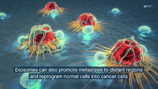 Exosomes are key for pancreatic cancer cell–cell communication and targeted metastasis