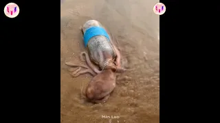 Catching Seafood Deep Sea Octopus Catch Crab Catch Fish Tik Tok