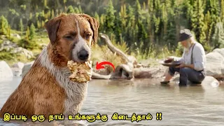 இப்படி ஒரு நாய் உங்களுக்கு கிடைத்தால் | Tamil hollywood times | movie story & review in tamil