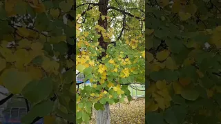 Алена Росс 🌿☘️🍁🍂🍀Снова осень