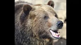 Grizzly Attacks Sunbathers