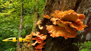 Olympic National Park Washington 4K 🇺🇸