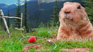 GIANT Gophers Trapped Primitively! | Cook, Eat, Delicious