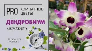 Дендробиум - неприхотливое комнатное цветущее растение. Чудесная орхидея, хоть и не фаленопсис)