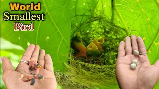 World Smallest Bird's Nest || Small Bird Nest || Smallest Bird