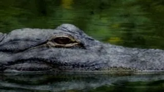 911 Call for Gator Attack: Teen Loses Arm, Friends' Desperation Apparent in Call