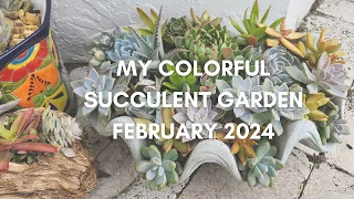 My Colorful Florida Succulent Garden Tour February 2024