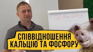 КАЛЬЦІЄВО-ФОСФОРНЕ СПІВВІДНОШЕННЯ В ОРГАНІЗМІ СВИНЕЙ!