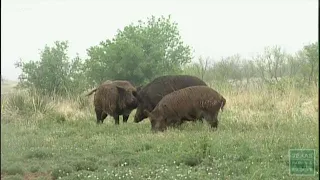 Feral hog problem in Texas is real, but not always deadly