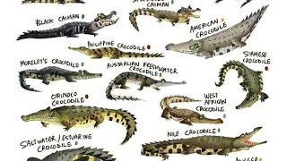 What your favorite Crocodilian says about you