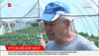 Урожайний мор на Закарпатті: фермери розповіли про труднощі з реалізацією вирощених ранніх овочів