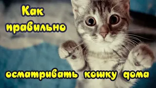 Как правильно осматривать кошку дома How to properly examine a cat at home