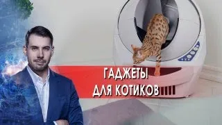 Гаджеты для котиков | Самая полезная программа. (01.11.2021).