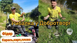 Рибалка у Добротворі//Дикі клювання карася і плотви...😳Пригоди на рибалці