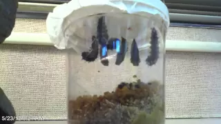 Time Lapse - The Life Cycle of the Painted Lady Butterfly