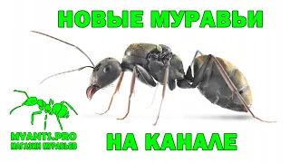 Обзор колонии муравьев вида Camponotus parius (Кампонотус Париус)