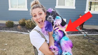 Coloring OUR DOGS HAIR RAINBOW UNICORN COLORS