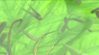 Collier Mosquito Control District offering free mosquito fish to residents