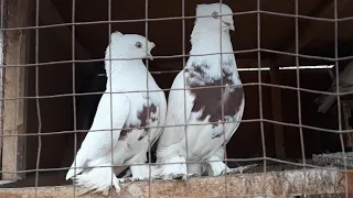 Кабутарлар  хаммаси сотилади Андижон избосканда #кабутар #голуби #pigeon #kabutar