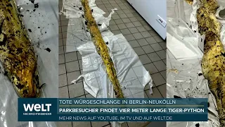BIZARRER FUND IN BERLIN: Passant entdeckt tote Riesenschlange im Park Hasenheide