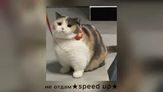 МакSим — Не отдам ★speed up★