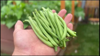 How I Grow It - Green Beans