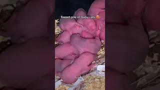 Pile of baby rats 🥰 #fancyrats #cuteanimals #babyanimals #petrats #babyrats #newbornanimals