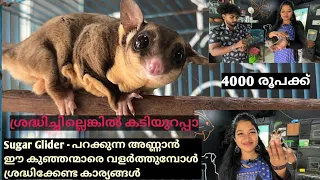 4000 രൂപ മുതൽ sugar glider 🦋 | sugar glider malayalam | പറക്കുന്ന അണ്ണാൻ🐿️...അറിയേണ്ടതെല്ലാം