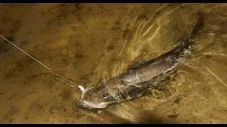 Pine Island Sound: Creek Fishing Snook and Redfish