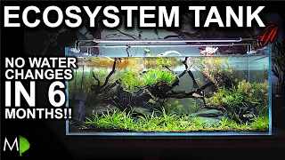 No Water Changes For 6 months!!! Ecosystem Aquarium: How It Happened & The Story So Far!