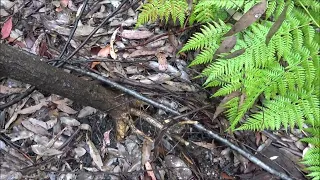 Yowie Researching in the Blue Mountains 18 10 2022