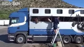 Horse transport to Marocco