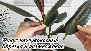 Фикус каучуконосный. Обрезка и размножение фикуса эластика