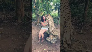 African Beauty. #cheetahs#africa#zanzibar#bigcats#animalshorts