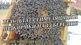 Результат стимуляційної підкормки на 13 березня. Порятунок сімей від голоду і без маточного стану!