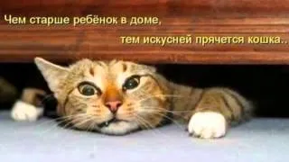 Смешные кошки #2 - подборка 2013 Без кота и жизнь не та!