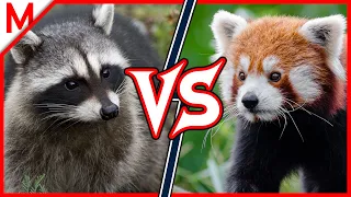 14💥Raccoon vs Red Panda | + Dog vs Cat winner