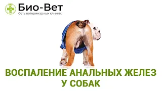 Воспаление Анальных Желез у Собак // Симптомы и Лечение // Сеть Ветклиник БИО-ВЕТ