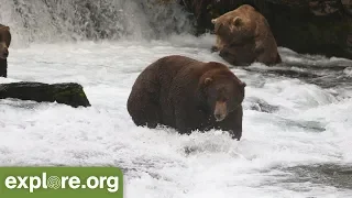 Meet Bear 747 - Bears of Brooks Falls