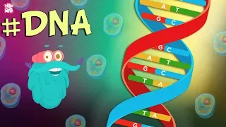 What Is DNA? | The Dr. Binocs Show - Best Learning Videos For Kids | Peekaboo Kidz